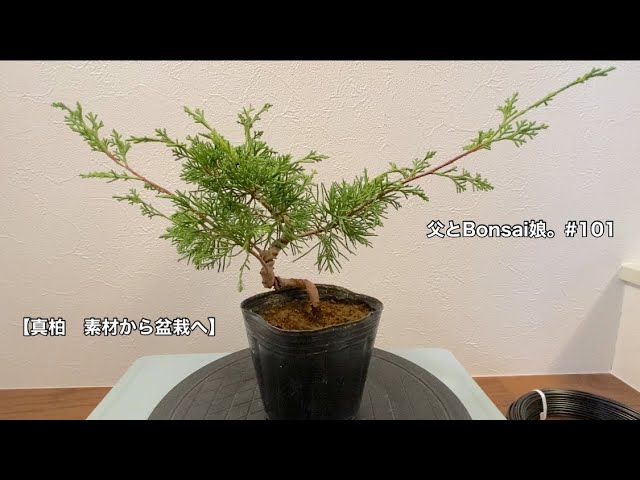 真柏―108 真柏｜盆栽妙 – 盆栽妙 本店