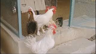 Chicken sound and  fight ،🐔🐔🐓
