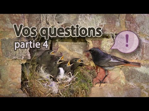 Vidéo: Quelle Est L'essence De La Question Homérique