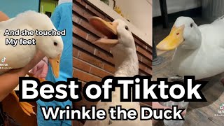 Best Of Tiktok 2021 Wrinkle The Duck 