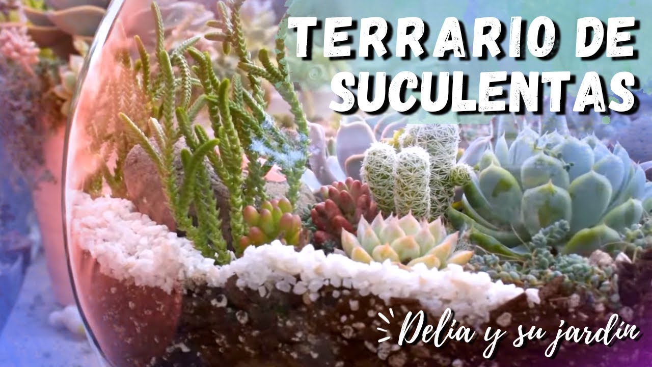 Cómo hacer un TERRARIO SUCULENTO🌱| Hermosas suculentas de mi jardín✨| Consejos y cuidados💚