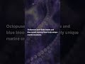 🤯 Octopuses Have THREE Hearts &amp; BLUE Blood?! #MindBlown #Shorts