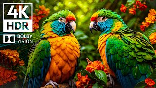 AMAZING SHARP DETAILS Dolby Vision 4K HDR | with Cinematic Sound (colorful animal beauty)