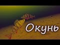 Окунь. Ловля на две мормышки зимой. Подводная камера. Зимняя рыбалка