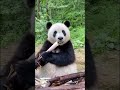 panda wow #trends #shorts