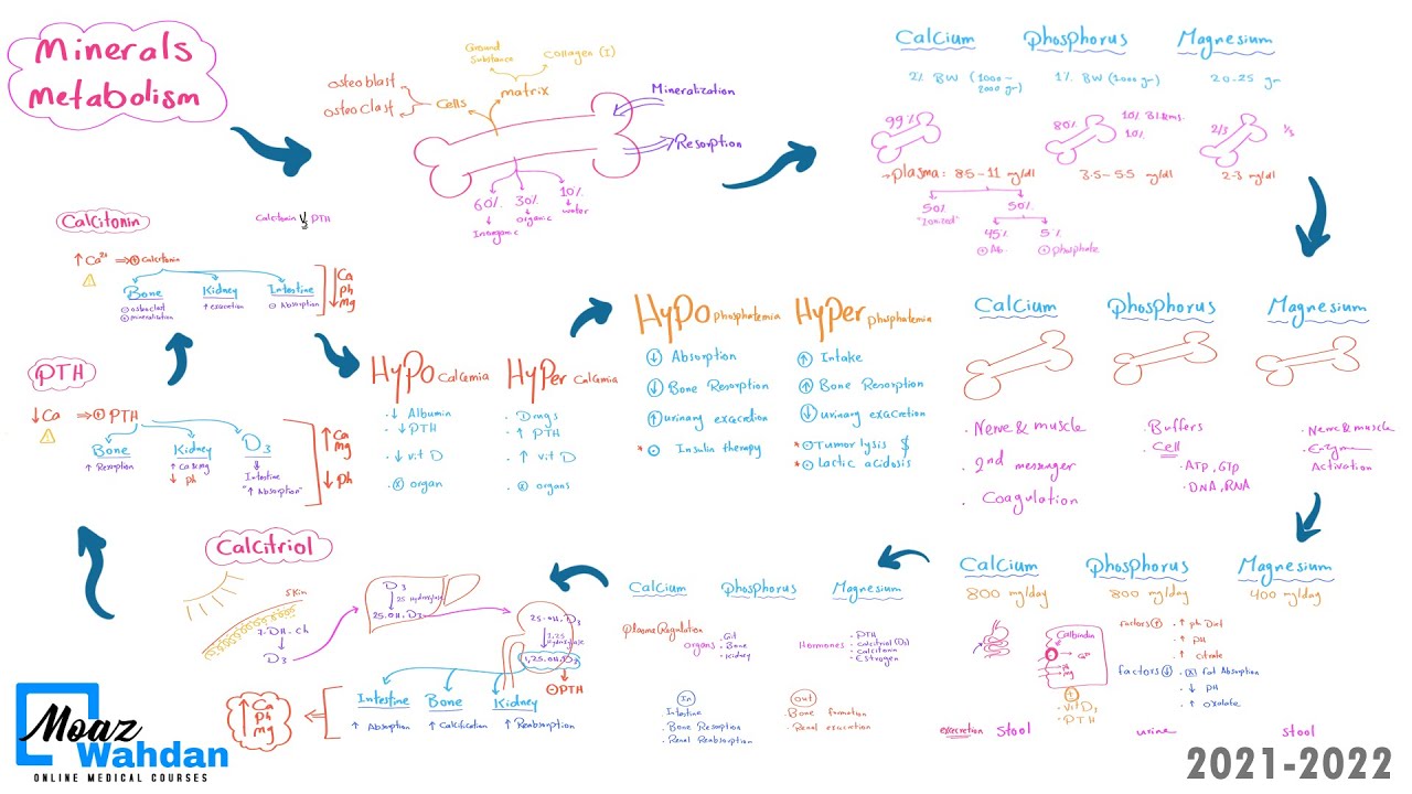 01 Minerals metabolism (ca ph mg) - 2nd AZ.Damietta- Moaz Wahdan