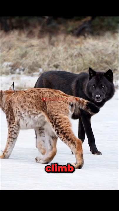 Alpha Black Wolf VS Lynx in The Wild! #shorts