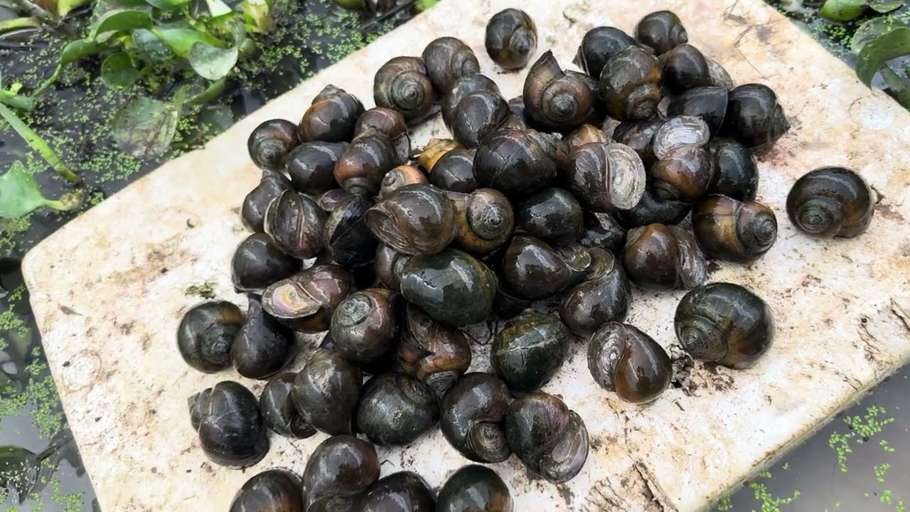 Cách thả ốc nhồi giống bố mẹ trên bể bạt  khi mùa đông 