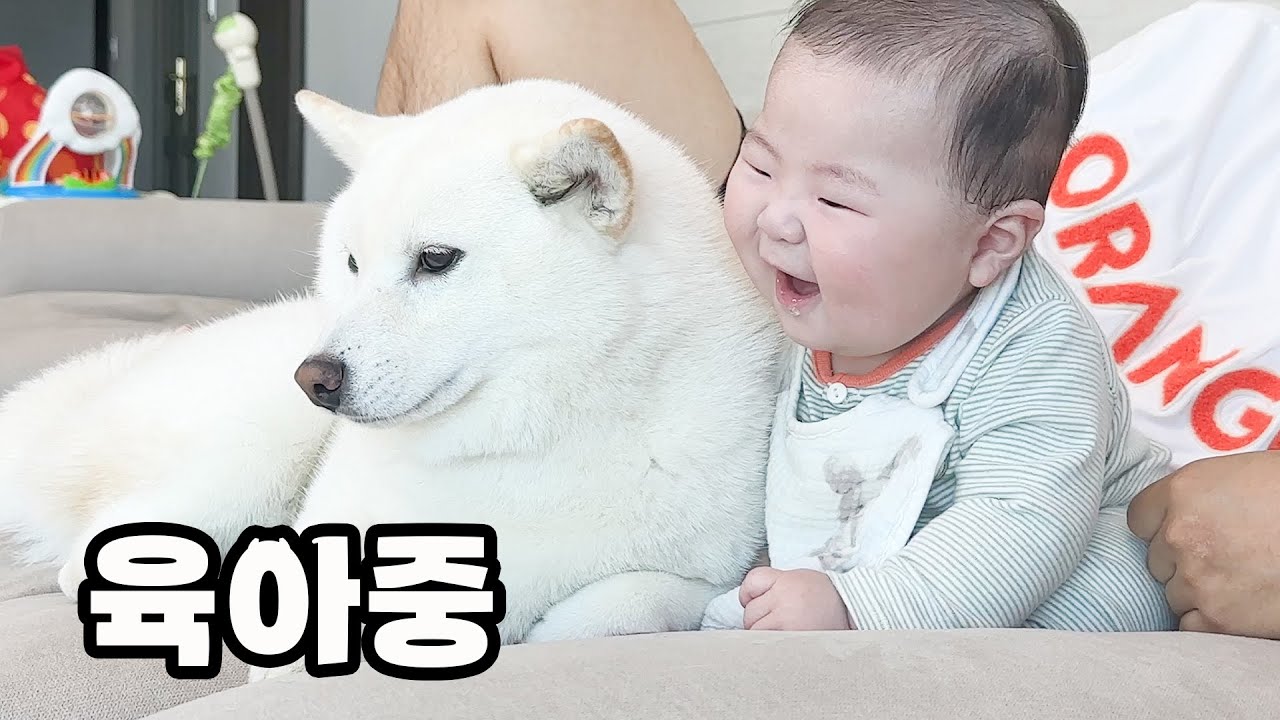 아기를 자기 새끼처럼 돌봐주는 시바견..!!