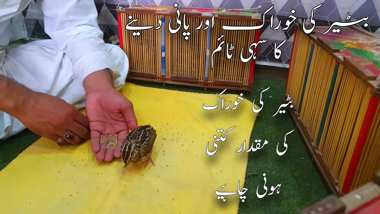 Right time to feed and water the quail What is the amount of food?