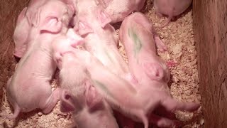 видео: Приёмные поросята, подкидываю поросят во время опороса. Примет или нет? картинка: Приёмные поросята, подкидываю поросят во время опороса. Примет или нет?