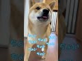散歩の準備をしている主につきまとう柴犬が可愛いすぎる #柴犬とん