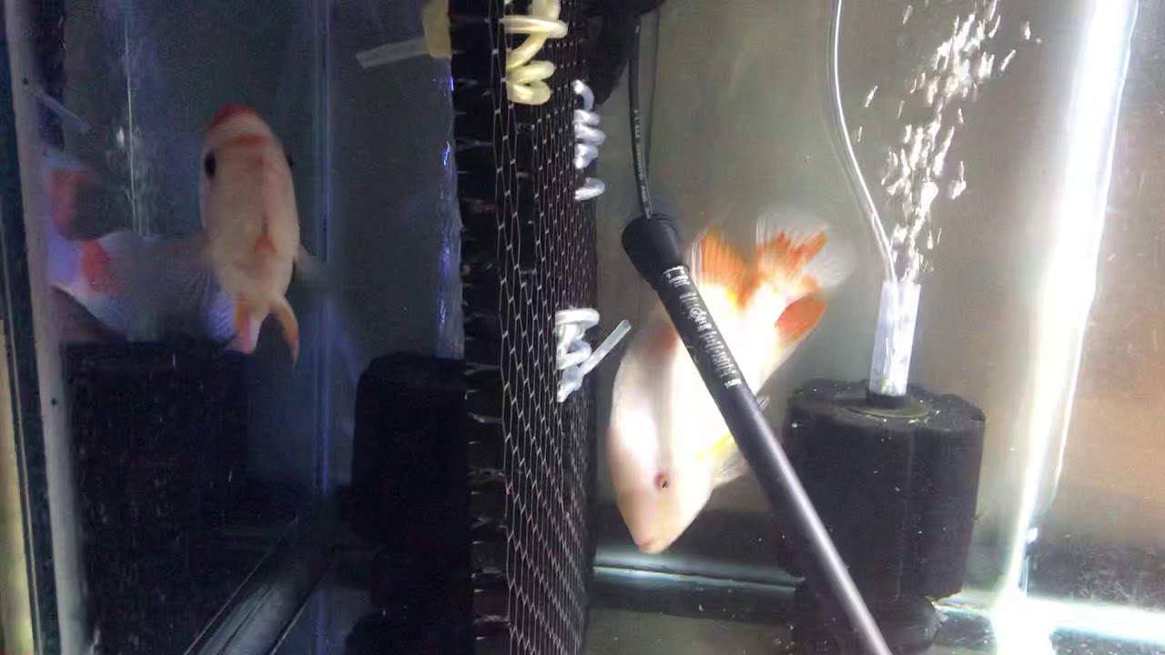 camera iphone 8 plus apk White midas cichlid pair