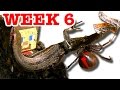 Deadly Redback Spider Home Week 6 Lizard Fights Back & Gonzo