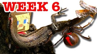 Deadly Redback Spider Home Week 6 Lizard Fights Back & Gonzo