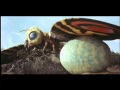 Evolucion Mothra 1961-2004 Todas sus evoluciones