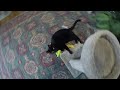 My Cat Video