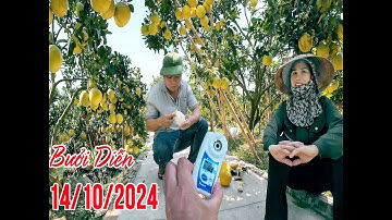 ĐÓN CHÁU TÙNG CHỦ NHÂN CỦA 2000 GỐC BƯỞI DIỄN Ở HOÀI ĐỨC HN VÀ LÀ MỘT THƯƠNG LÁI CHUYÊN MUA BƯỞI VIP