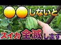 【スイカ】最悪の場合食べられなくなります。