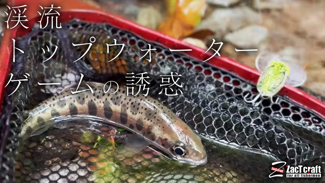 ストリームトップウォーター】「ザグナマイクロ」で釣る！渓流トップ 