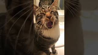 Cats are shocked by what they see, husky is afraid #cats #dog #funnyvideo #funnydogs #doglovers