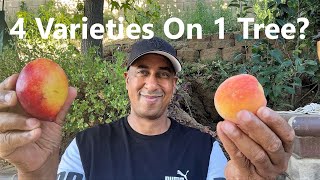 Harvesting 4 Types Of Fruit From One Tree Fruit Salad Tree.