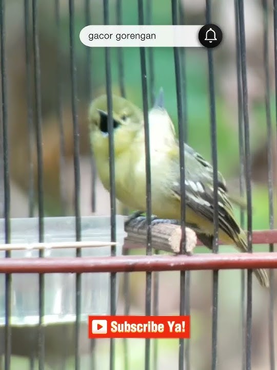 cipoh ngamuk❗Suara pancingan Burung Sirtu bahan agar cepat bunyi !