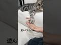 ぴーちゃんに遊んでもらったら…w#cat #猫 #猫のいる暮らし #ねこ #アメリカンショートヘア