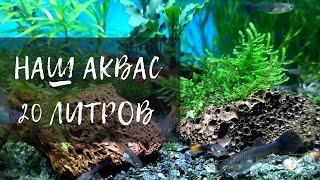 #ГУППИ И #КРЕВЕТКИ - КЛАССНЫЙ СОЮЗ В НАНО АКВАРИУМЕ❗❕❗