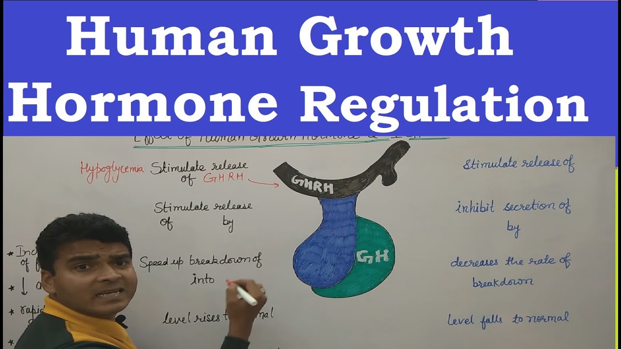Human Growth Hormone Functions | Regulation of Growth Hormone | Endocrine System in Hindi | NEET