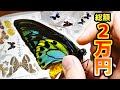 【２万円】昆虫標本の即売会で珍しい昆虫標本を購入してきました！【トリバネアゲハ】