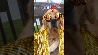 My Dog Took A Dna Test