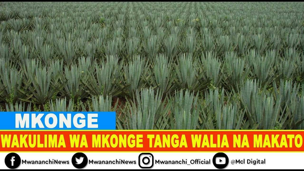 Фермеры Мконге Танга плачут из-за крупных сокращений