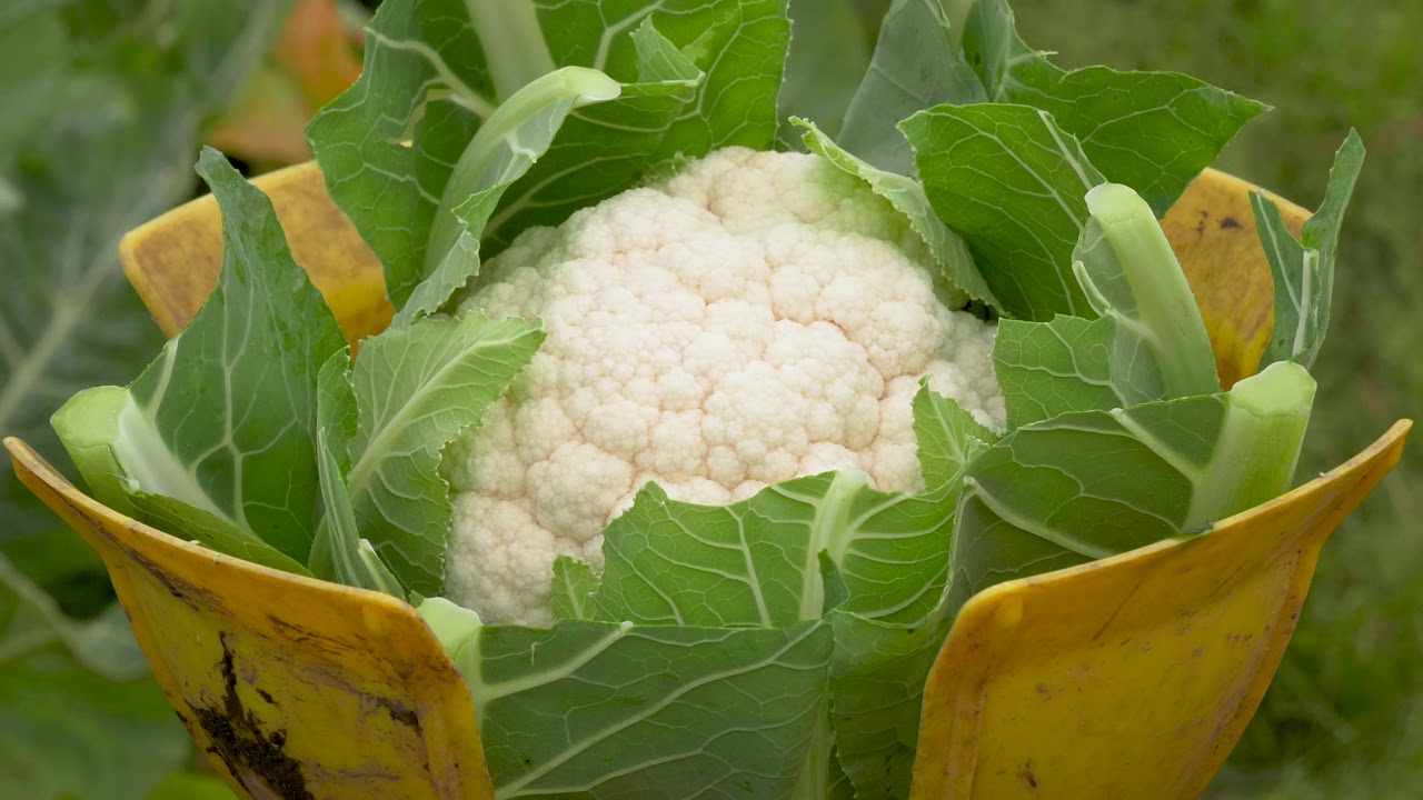 Organic Cauliflower Harvesting at Pollybell Farm YouTube