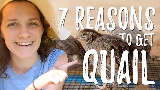 Coturnix Quail: Hatching & 7 Reasons to Raise Them on Your Homestead 🐣🏡