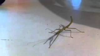 Dancing stick insect