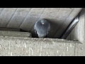 Tauben / Pigeons / Голуби / Голуби живут свободно..1 /16.05.2020