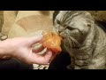Download Шанька точит хурму Шанька точит хурму