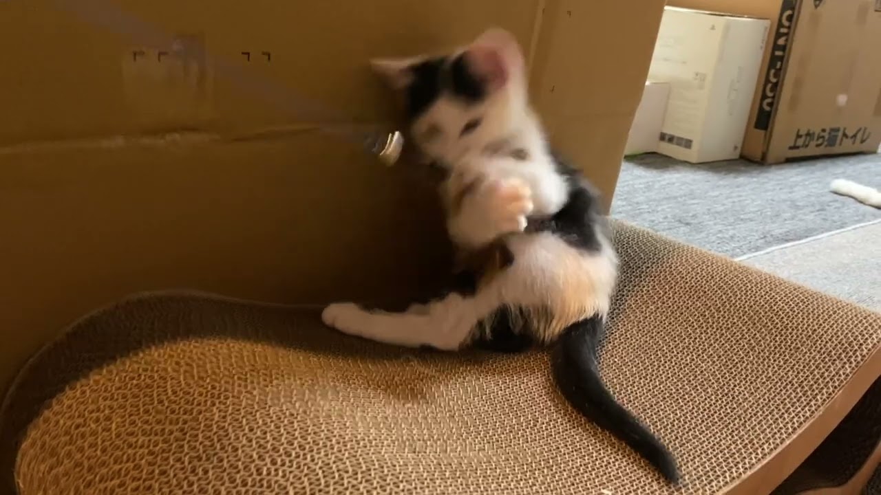 生後52日 猫じゃらしで遊ぶ
