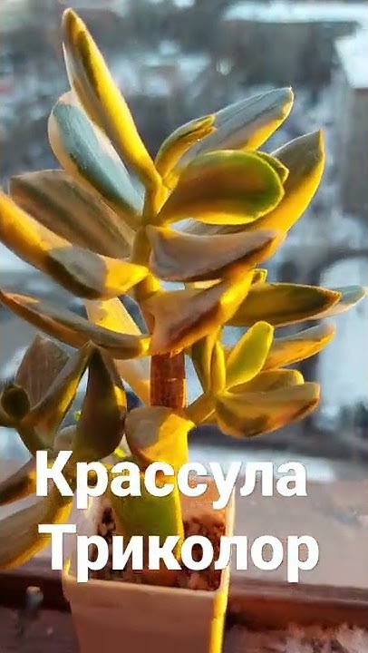 Денежное дерево вариегатное Триколор - YouTube