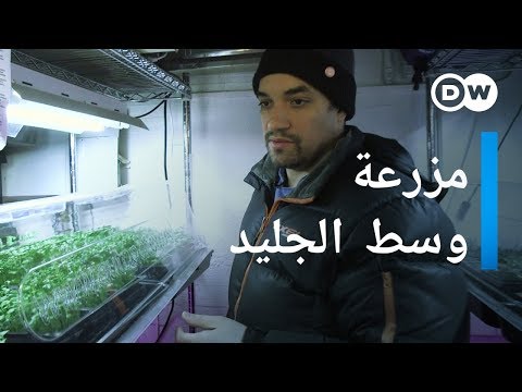 فيديو: أين يمكنني زراعة أغطية الجليد؟