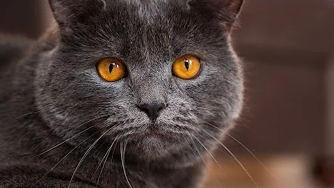 Video 3822941: british shorthair pets cat, britishshorthair, feline family