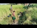 গ্রাম বাংলার ছেলেদের হাল বেলে মাছ ধরার দারুণ মুহূর্ত | Bangladeshi Village Fishing Video