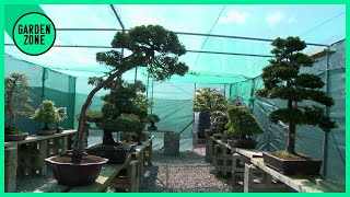 Transforming a British Garden Into a Stunning Japanese Oasis - Zen Design on a £7,000 Budget