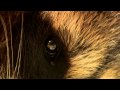 Raccoon extreme closeup