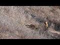 Marmots before hibernation / Байбаки перед спячкой