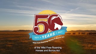 Celebrate 50 years of the Wild Free-Roaming Horses and Burros Act