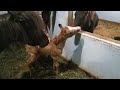 Baby Caspian horse, Winter enjoying some scratches
