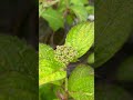 紫陽花のつぼみ