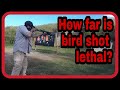 Birdshot's lethal range